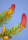 Einzelbild 3 Fichte - Picea abies