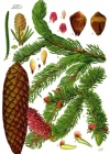 Einzelbild 5 Fichte - Picea abies