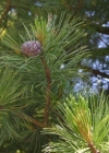 Einzelbild 4 Arve - Pinus cembra