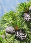 Einzelbild 5 Arve - Pinus cembra
