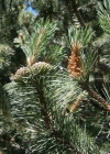 Einzelbild 2 Aufrechte Berg-Föhre - Pinus mugo subsp. uncinata