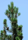 Einzelbild 3 Aufrechte Berg-Föhre - Pinus mugo subsp. uncinata