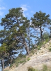 Einzelbild 3 Wald-Föhre - Pinus sylvestris
