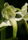 Einzelbild 1 Grünliches Breitkölbchen - Platanthera chlorantha