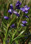 Einzelbild 4 Wiesen-Kreuzblume - Polygala vulgaris