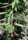 Einzelbild 3 Quirlblättriges Salomonssiegel - Polygonatum verticillatum
