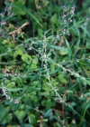 Einzelbild 3 Vogel-Knöterich - Polygonum aviculare aggr.
