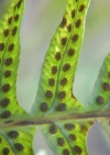 Einzelbild 4 Gemeiner Tüpfelfarn - Polypodium vulgare