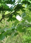 Einzelbild 4 Silber-Pappel - Populus alba