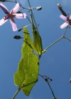 Einzelbild 4 Purpurlattich - Prenanthes purpurea