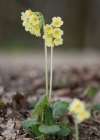 Einzelbild 2 Wald-Schlüsselblume - Primula elatior