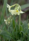 Einzelbild 4 Wald-Schlüsselblume - Primula elatior