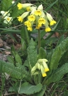 Einzelbild 1 Frühlings-Schlüsselblume - Primula veris