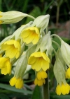Einzelbild 3 Frühlings-Schlüsselblume - Primula veris