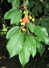 Einzelbild 3 Süsskirsche - Prunus avium