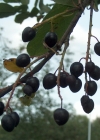 Einzelbild 4 Traubenkirsche - Prunus padus