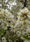 Einzelbild 3 Schwarzdorn - Prunus spinosa