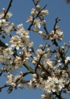 Einzelbild 1 Schwarzdorn - Prunus spinosa
