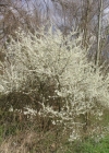 Einzelbild 4 Schwarzdorn - Prunus spinosa