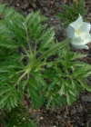 Einzelbild 3 Weisse Alpen-Anemone - Pulsatilla alpina subsp. alpina