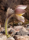 Einzelbild 2 Frühlings-Anemone - Pulsatilla vernalis