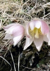 Einzelbild 4 Frühlings-Anemone - Pulsatilla vernalis