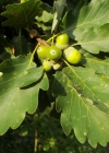 Einzelbild 3 Trauben-Eiche - Quercus petraea
