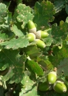 Einzelbild 4 Trauben-Eiche - Quercus petraea