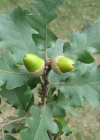 Einzelbild 1 Flaum-Eiche - Quercus pubescens