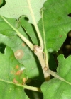 Einzelbild 3 Flaum-Eiche - Quercus pubescens