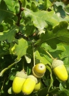 Einzelbild 3 Stiel-Eiche - Quercus robur