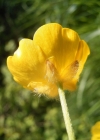 Einzelbild 4 Scharfer Hahnenfuss - Ranunculus acris