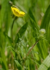 Einzelbild 2 Knolliger Hahnenfuss - Ranunculus bulbosus