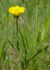 Einzelbild 3 Knolliger Hahnenfuss - Ranunculus bulbosus