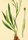 Einzelbild 2 Wegerich-Hahnenfuss - Ranunculus kuepferi
