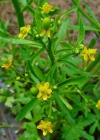 Einzelbild 3 Gift-Hahnenfuss - Ranunculus sceleratus