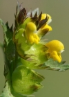 Einzelbild 3 Kleiner Klappertopf - Rhinanthus minor