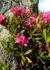 Einzelbild 1 Rostblättrige Alpenrose - Rhododendron ferrugineum