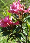 Einzelbild 2 Rostblättrige Alpenrose - Rhododendron ferrugineum