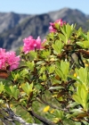 Einzelbild 4 Rostblättrige Alpenrose - Rhododendron ferrugineum