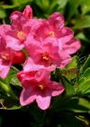 Einzelbild 1 Bewimperte Alpenrose - Rhododendron hirsutum