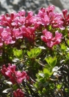 Einzelbild 4 Bewimperte Alpenrose - Rhododendron hirsutum