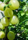Einzelbild 1 Stachelbeere - Ribes uva-crispa
