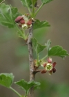 Einzelbild 4 Stachelbeere - Ribes uva-crispa