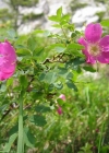 Einzelbild 1 Alpen-Hagrose - Rosa pendulina
