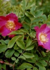 Einzelbild 2 Alpen-Hagrose - Rosa pendulina