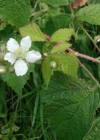 Einzelbild 3 Blaue Brombeere - Rubus caesius
