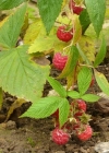 Einzelbild 1 Himbeere - Rubus idaeus