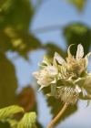 Einzelbild 3 Himbeere - Rubus idaeus