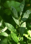 Einzelbild 1 Grossblättrige Weide - Salix appendiculata